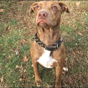 Meet your Posher, Ariel